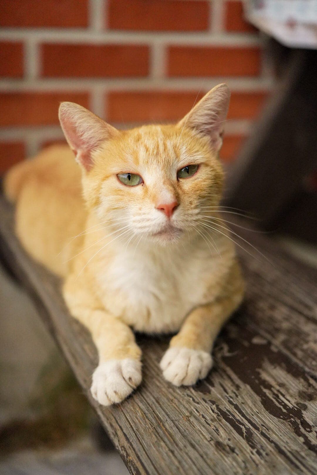 Ginger cat, unimpressed