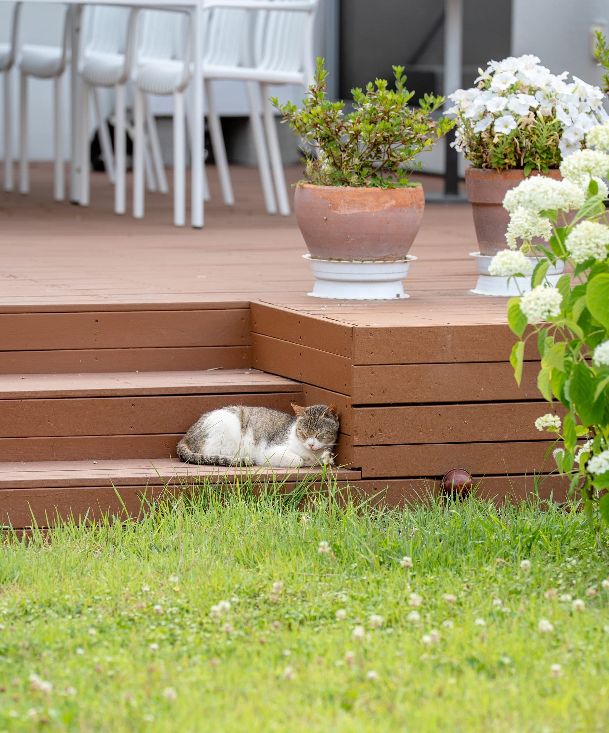 Afternoon nap on the steps
