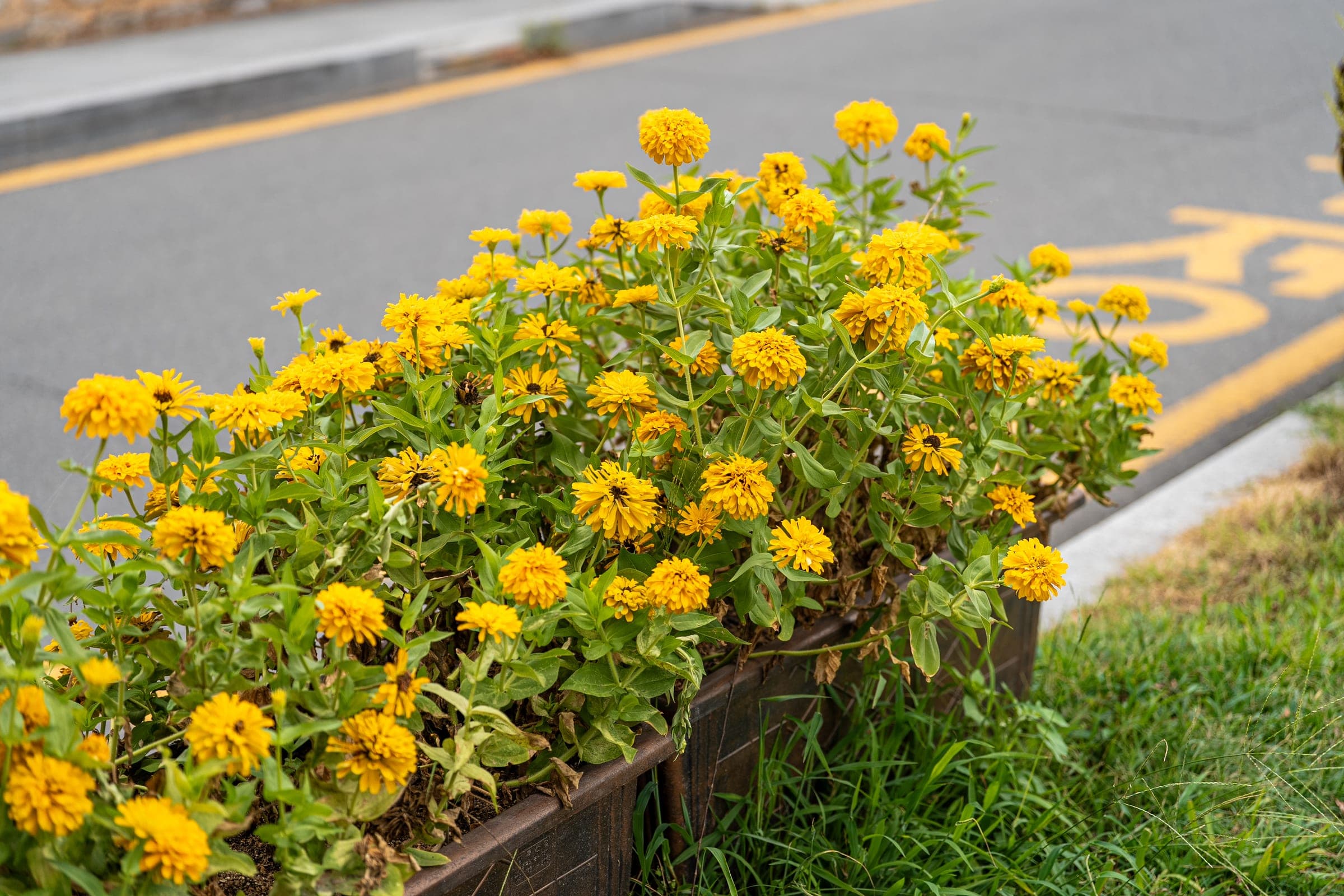 Yellow blooms