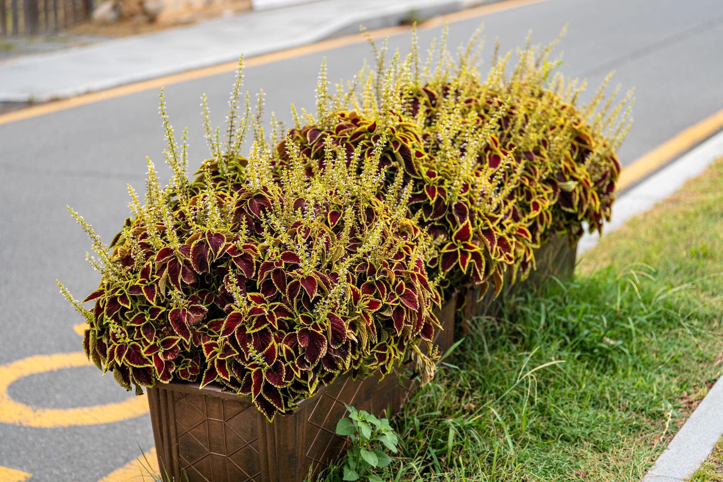 Coleus in the planter